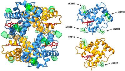 Introducing Negatively Charged Residues on the Surface of Fetal Hemoglobin Improves Yields in Escherichia coli